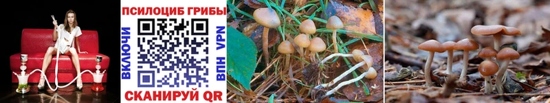 Псилоцибиновые грибы MAGIC MUSHROOMS  купить наркотик  Волгоград 